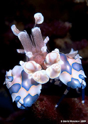 Portrait Image of Harlequin Shrimp. Taken with D200 and 1... by David Henshaw 
